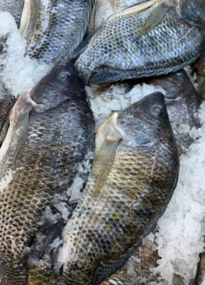 Tilapia fish